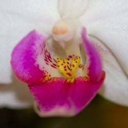 Weiß und Pink