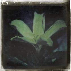„ Just Flowers “