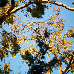 Evergreen Ash