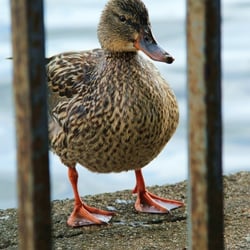 Ente