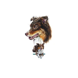 Australian Shepherd Red Tri