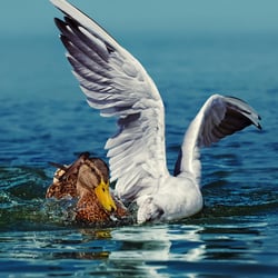 Christian Schirbort Photography Animal Enten