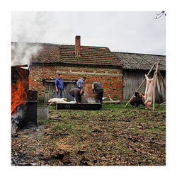 Pig slaughtering – Reuters