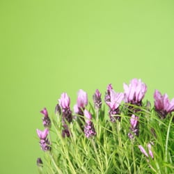 Natur 2012 Blumen