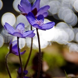 Leberblümchen am Fluß