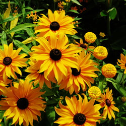 Sonnengelber Gruß von der Bundesgartenschau