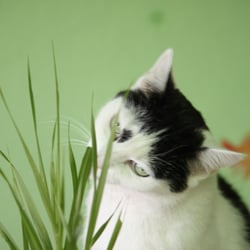 Bastet the Cat 2012 Teil 04