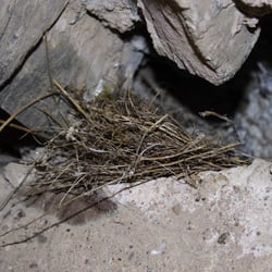 Vogelnest