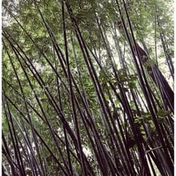RAINFOREST .02
