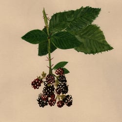 björnbär aquarell