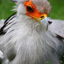 Bird 2