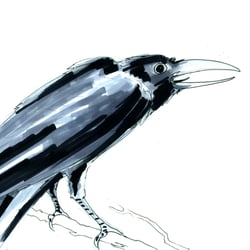 neelam-peristeris-crow-04