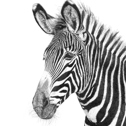 Grevyzebra