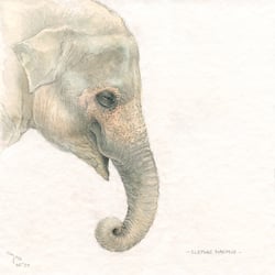 asiatischer Elefant
