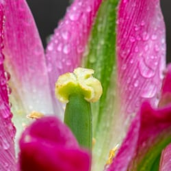 Blütenstempel einer Tulpe