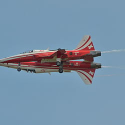 Swiss Tiger