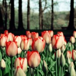 „Blumen“ – Fotografie