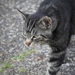 Cat Juli 2014 © by Dina.T