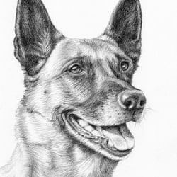 Malinois