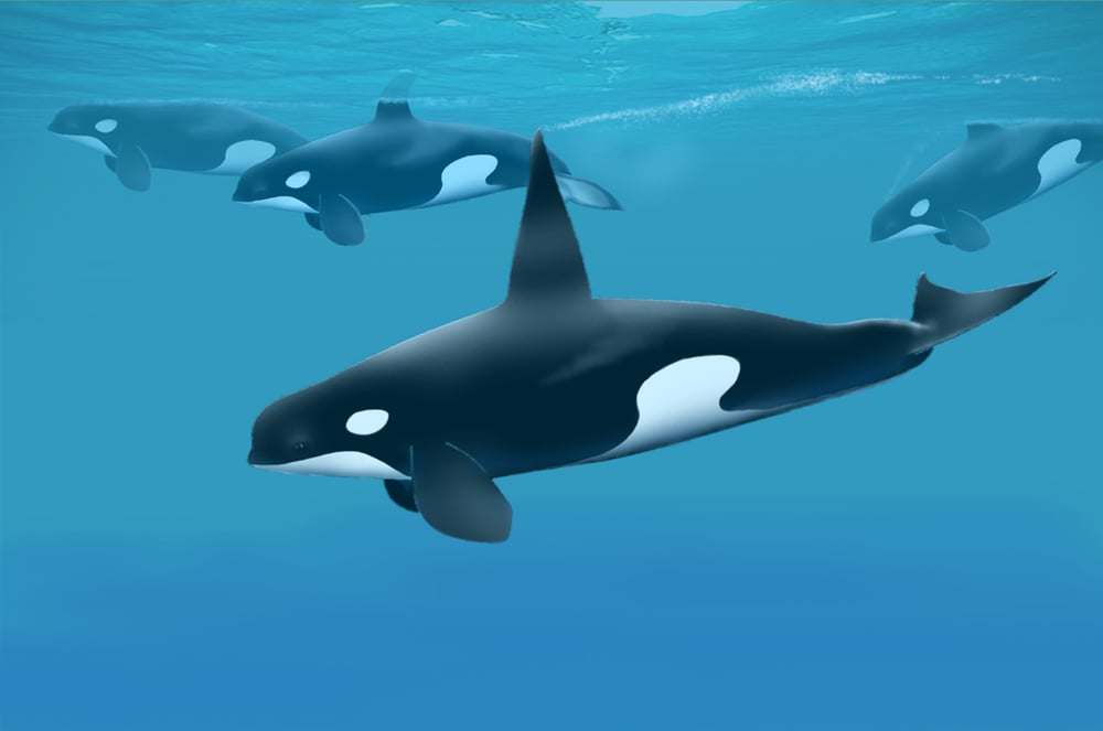 ORCAS