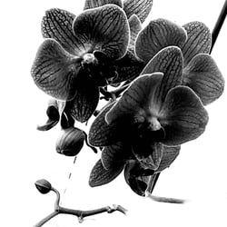 Flower Power / 2022