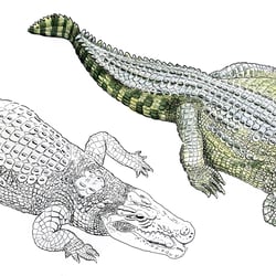 Ein, zwei Krokodile