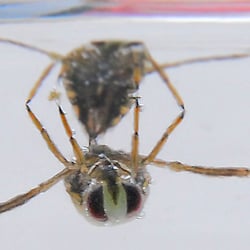Rückenschwimmer von vorn