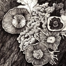 Pilze
