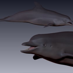 Dolphin