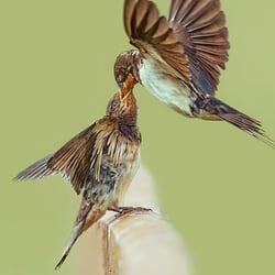 Christian Schirbort Photography Birds Animal Tiere Wildlife