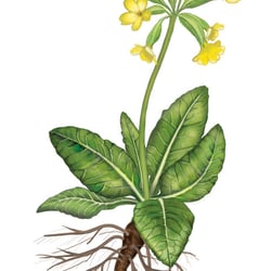 Schlüsselblume