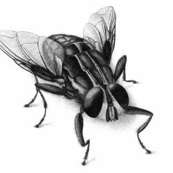 Animal Studies – Fliege