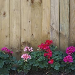 Geranien an meinem Gartenzaun