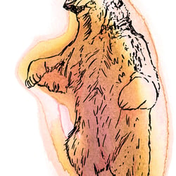 Bär Aquarellzeichnung