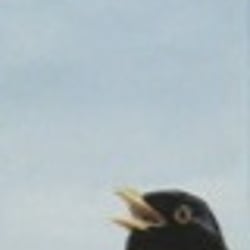 Amsel