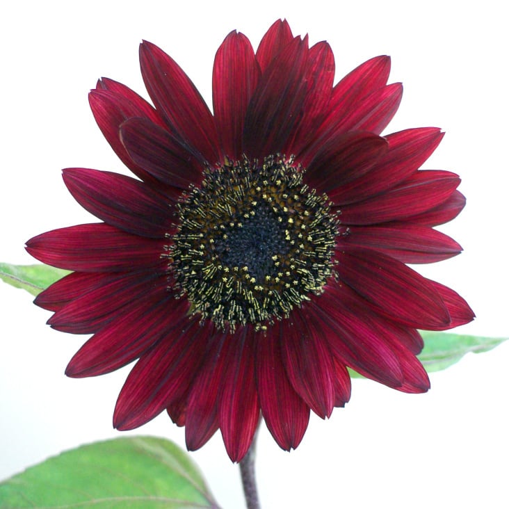 SunFlower III.
