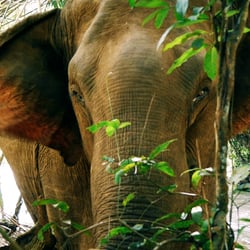 Cambodia – Wildlife