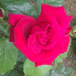 Flowers Rose 03
