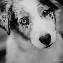 Australian Shepherd Welpe