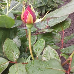Natur 2012 Blumen