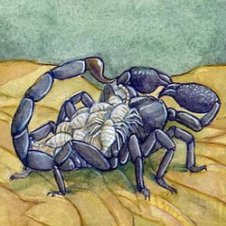 skorpion