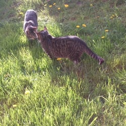 cats