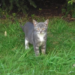 Cats Photography 2012