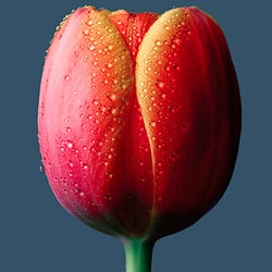 Betaute Tulpe – siehe auch www.peterhilgers.com