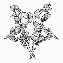 Elm Pentragram