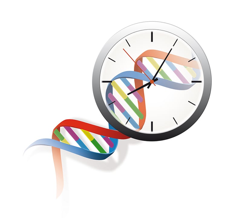 Phylogenetische Uhr | Botanischer Garten Hamburg