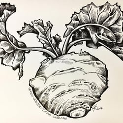 VerenaFaeth TurnipCabbage Ink