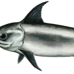 Schwertfisch