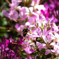 bumblebee-8235696