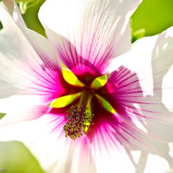 Blumenbild (59 von 60)